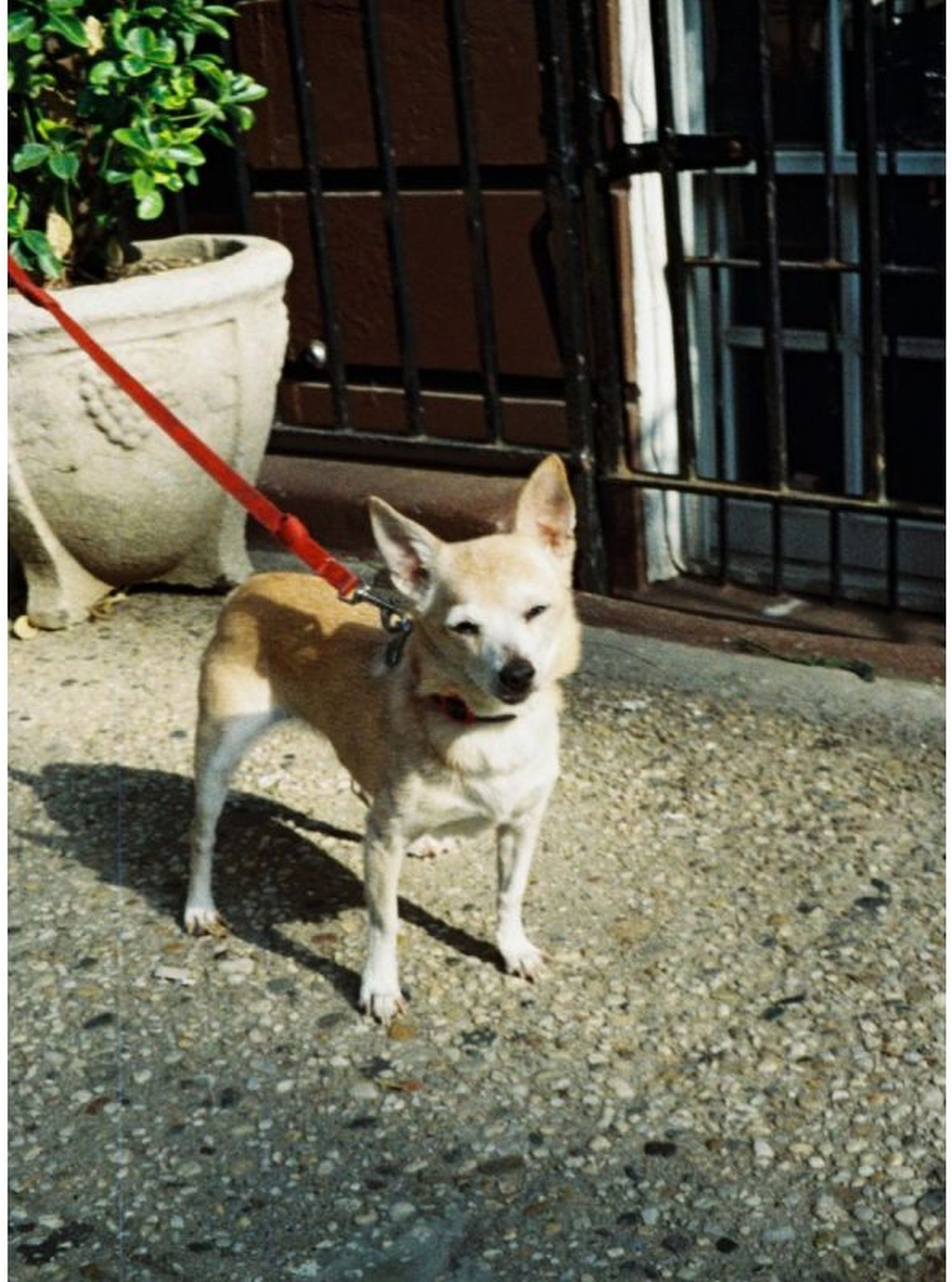 Lomography Color Tiger 110 ISO 200 Pocketfilm 3er Pack