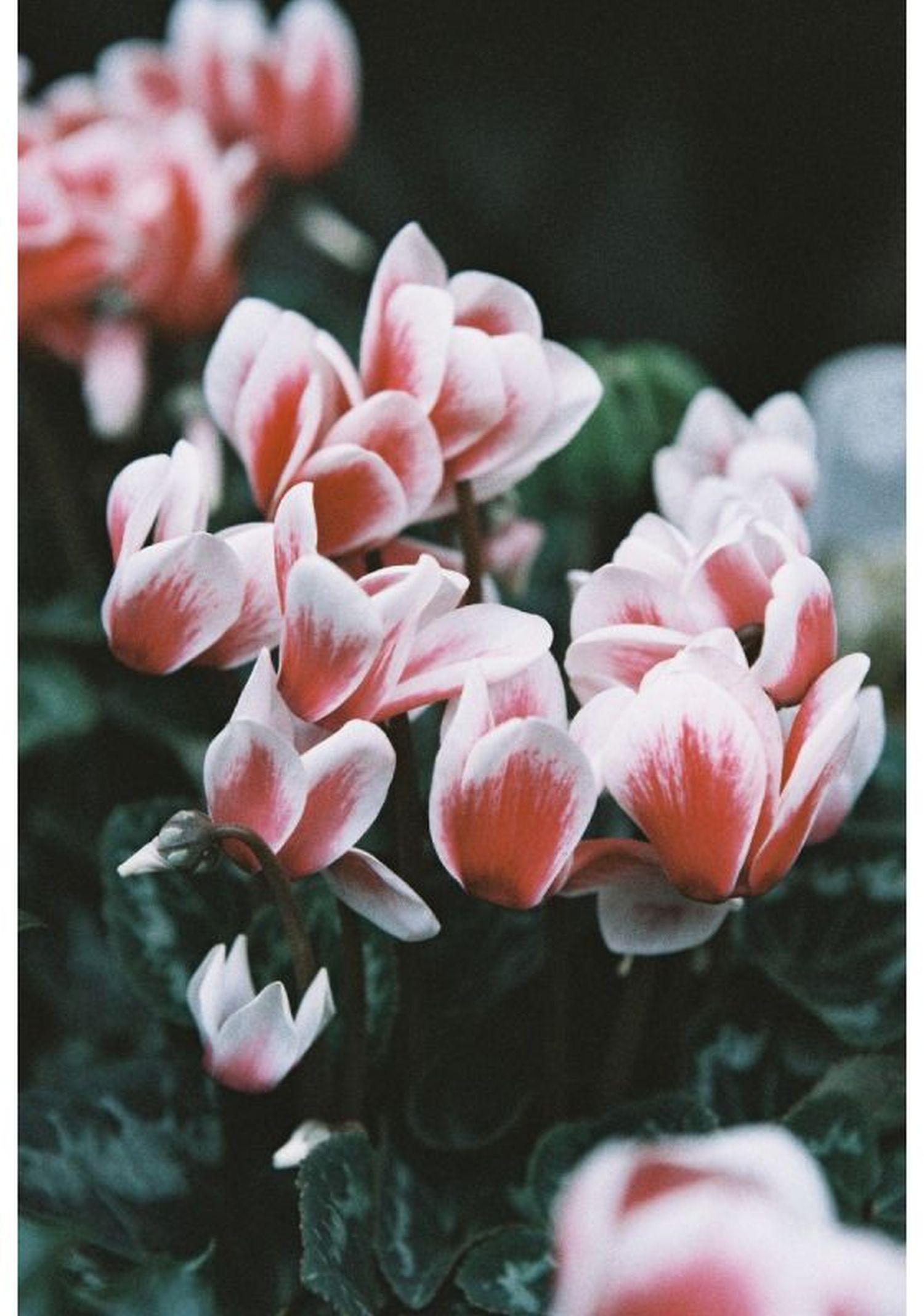 Lomography LomoChrome Color 92 35mm ISO 400