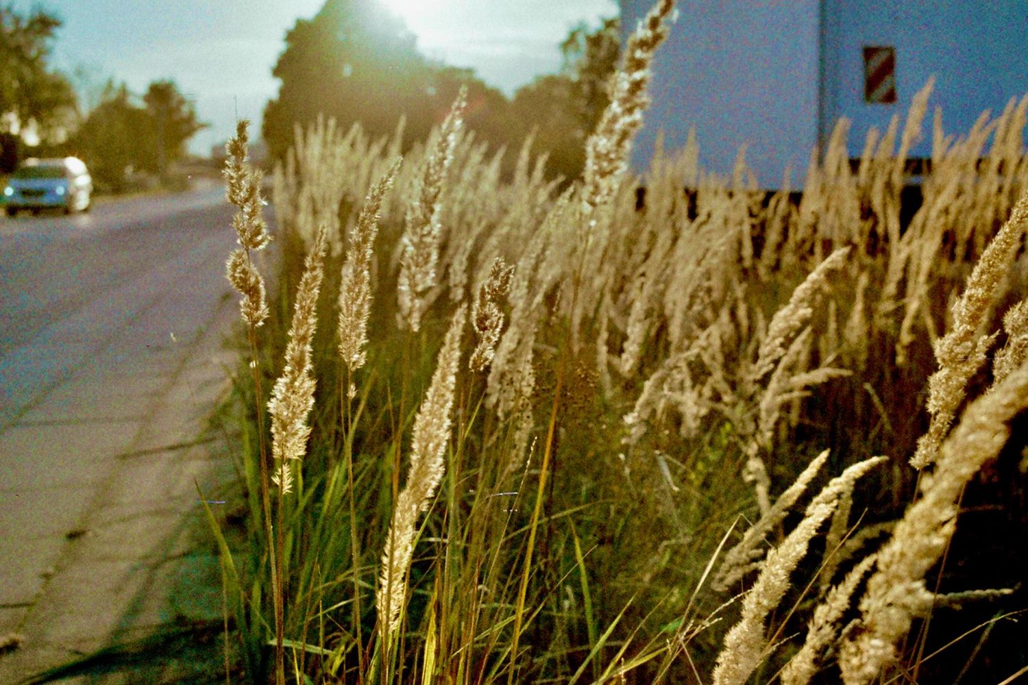 ORWO WOLFEN Color Negativfilm NC500 Kleinbild 36 Aufnahmen