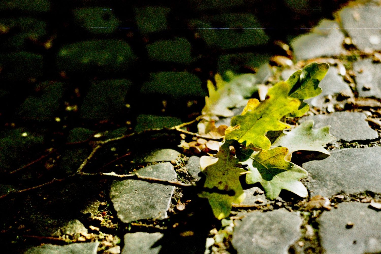 ORWO WOLFEN Color Negativfilm NC500 Kleinbild 36 Aufnahmen