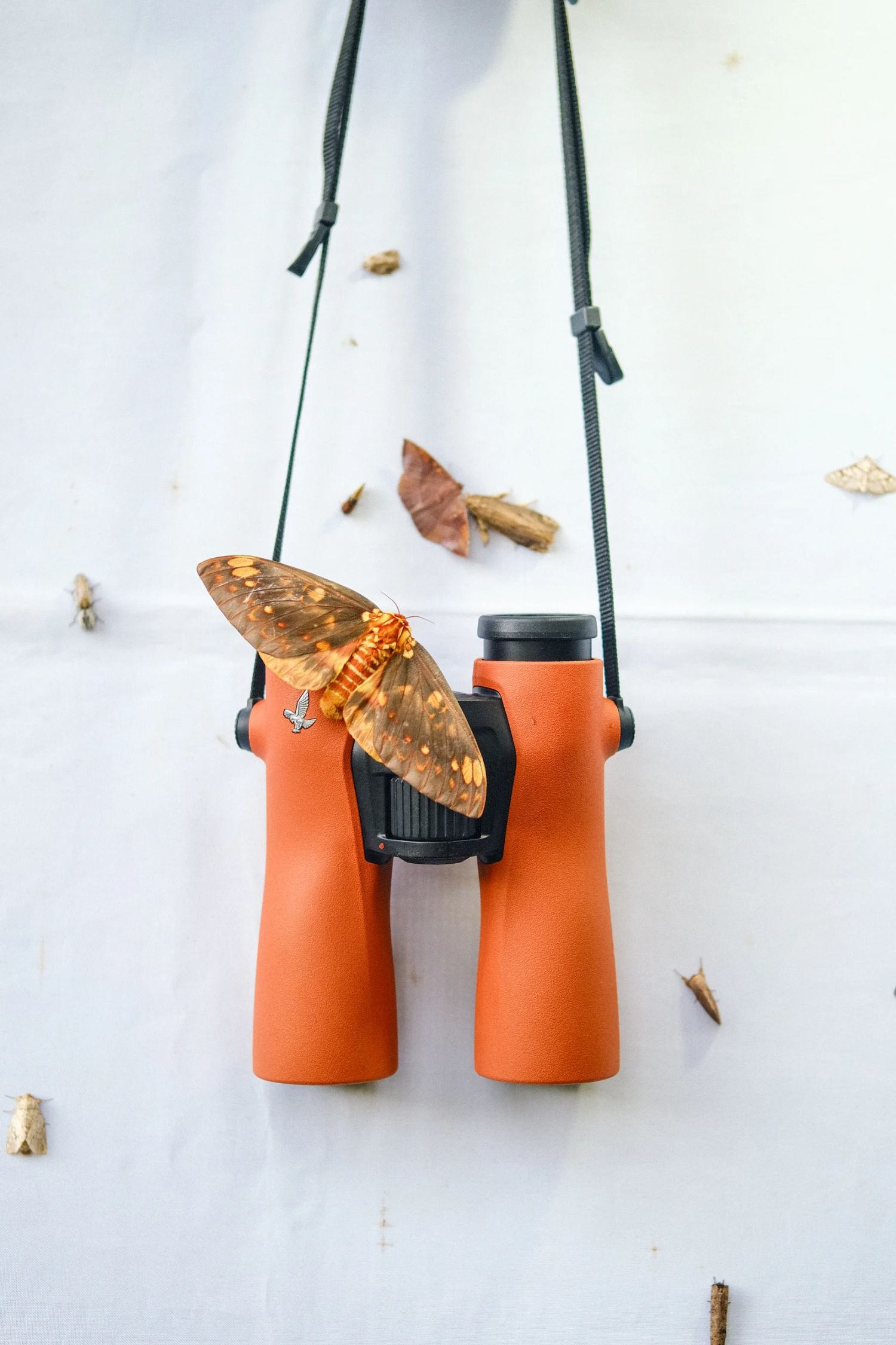 Swarovski NL Pure 12x42 burnt orange - Foto Erhardt