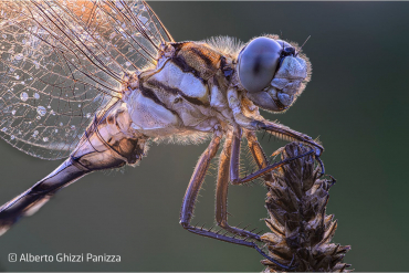 LAOWA MF 180mm f4,5 1,5X Macro für Canon RF