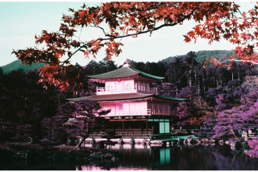 Lomography LomoChrome Purple Pétillant 35mm ISO 100-400
