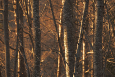 Fujifilm X-T50 Gehäuse anthraz + Sigma 16-300mm f3,5-6,7 DC OS Fuji X