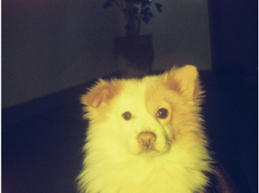 Lomography Lomatic 110 Appareil photo & Flash Métal Nocturne