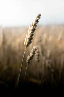 Panasonic Lumix DC-S9 silber/schwarz + Sigma 24mm f2