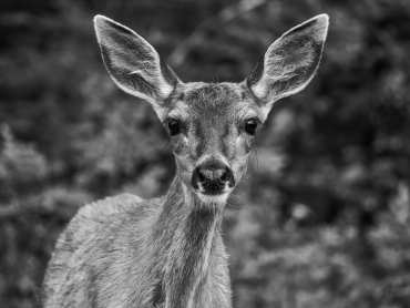 Panasonic Lumix G97 + 12-60mm f3,5-5,6 + 100-400mm