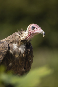 Canon EOS R1 + RF 200-800mm f6,3-9 IS USM