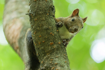 Panasonic Lumix S 100-500mm f5.0-7.1 OIS