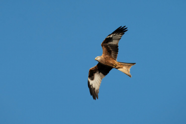 Sigma 300-600mm F4 DG OS (S) L-Mount