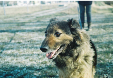 KONO ! Mousson original 35mm