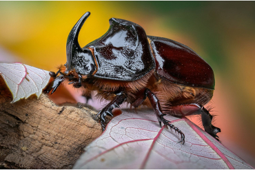 LAOWA 100mm f2,8 Macro Tilt-Shift monture L