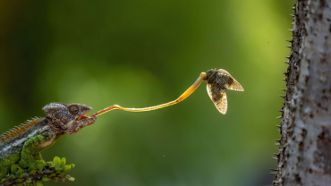 Panasonic Lumix DC-S1RII + Angelbird AV PRO SE CFexpress B 512GB