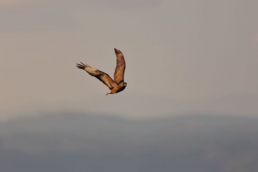 Canon EOS R7 + Tamron 18-300mm f3.5-6.3 Di III -A