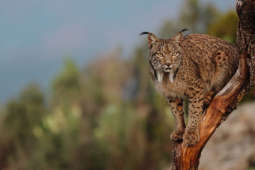 Canon EOS R7 + Tamron 18-300mm f3.5-6.3 Di III -A