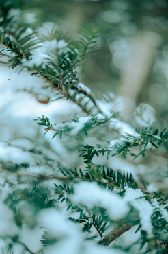 Sigma 35mm f1,2 DG II (A) für L-Mount