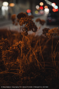 Sony Alpha 1 II + SEL FE 50mm f1.4 GM