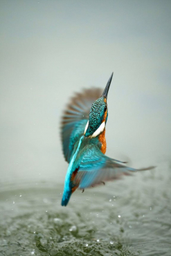 Sony Alpha 1 II + SEL FE 70-200mm f2.8 GM II