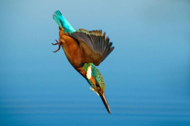 Sony Alpha 1 II + SEL FE 70-200mm f2.8 GM II