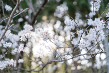 Sigma 50mm f2 DG (C) Sony E-Mount schwarz