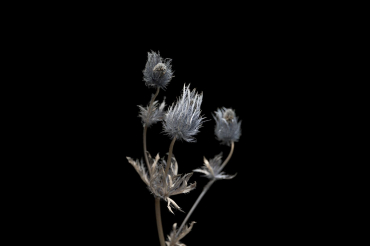 Sigma 135mm f1,4 DG (A) für L-Mount