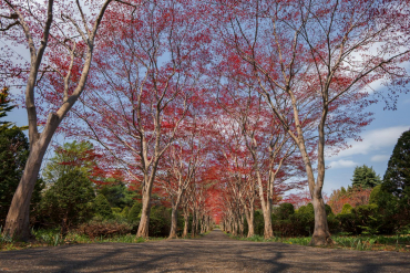 Sony Alpha ILCE-6400A + Sigma 12mm f1,4 DC (C)