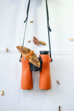 Swarovski NL Pure 10x42 burnt orange