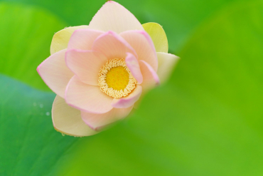 Sigma 90mm f2,8 DG (C) L-Mount silber