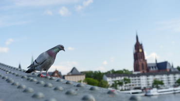 Sony ILME-FX30 + Sigma 28-45mm f1.8 DG DN (A)