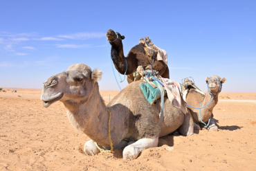 Tamron 28-75mm f2,8 Di III VXD G2 Nikon Z Retour client