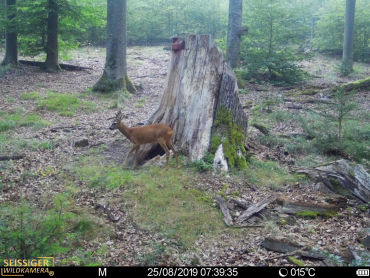 SEISSIGER Special-Cam LTE - Standardversion