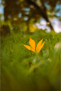 7Artisans AF 35mm f/1,8 Nikon Z (plein format)