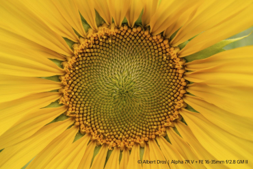 Sony Alpha 1 II + SEL FE 16-35mm f2.8 GM II