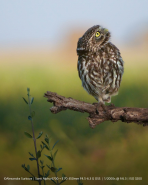 Sony Alpha ILCE-6700 + Sony FE 70-200mm f2.8 GM II