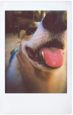 Lomography Lomo Instant Automat Gass & Lenses Serengeti