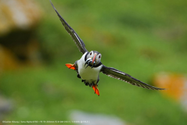 Sony Alpha ILCE-6700 + Sony FE 70-200mm f2.8 GM II