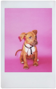 Lomography Instant Square White Combo