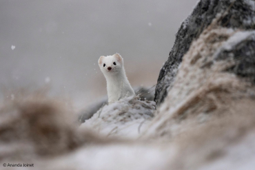 Sony SEL 400-800mm f6,3-8 G OSS
