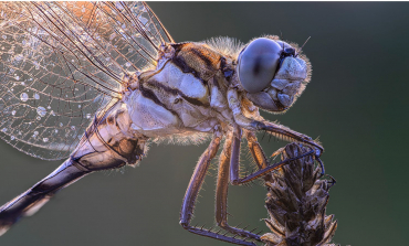 LAOWA AF 180mm f4,5 1,5X Macro für Sony FE