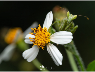 LAOWA 90mm f2.8 2X Ultra Macro APO