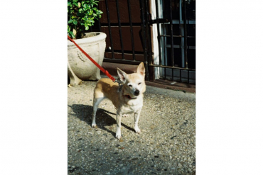 Lomography 110 Golden Gate & Flash + Color Tiger Film