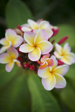 Sigma 35mm f2 DG (C) Sony E-Mount schwarz