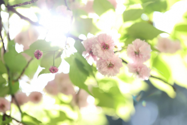 Canon RF 85mm f1,4 L VCM