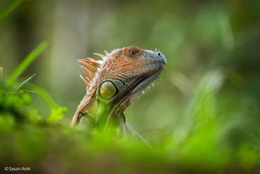 Sony SEL 400-800mm f6,3-8 G OSS