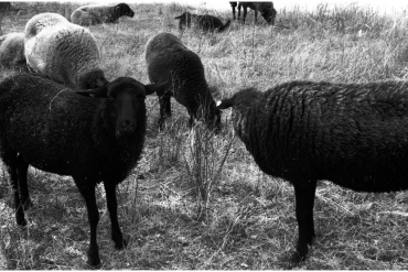 Lomography Monochrome Duo 35mm