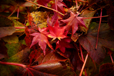 Sigma 24mm f3,5 DG (C) Sony E-Mount schwarz