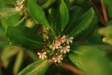 Canon EOS R5 II + RF 16-28mm f2,8 IS STM + RF 28-70mm f2,8 IS STM