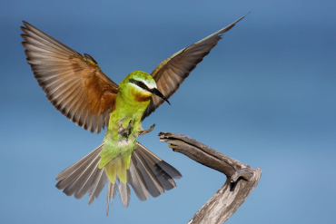 Panasonic DC-S1RII + Sigma 20-200mm f3,5-6,3 DG (C)