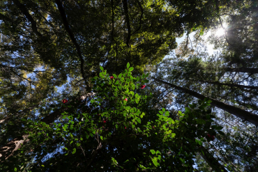Sigma 17mm f4 DG (C) Sony E-Mount schwarz