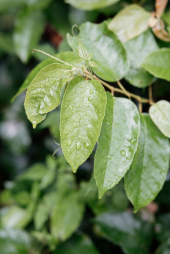 Samyang AF 85mm F1.8 P Sony FE